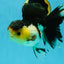 CHUNKY AAA Grade Tricolor Oranda Female 6-6.5 inches #041125OR_09