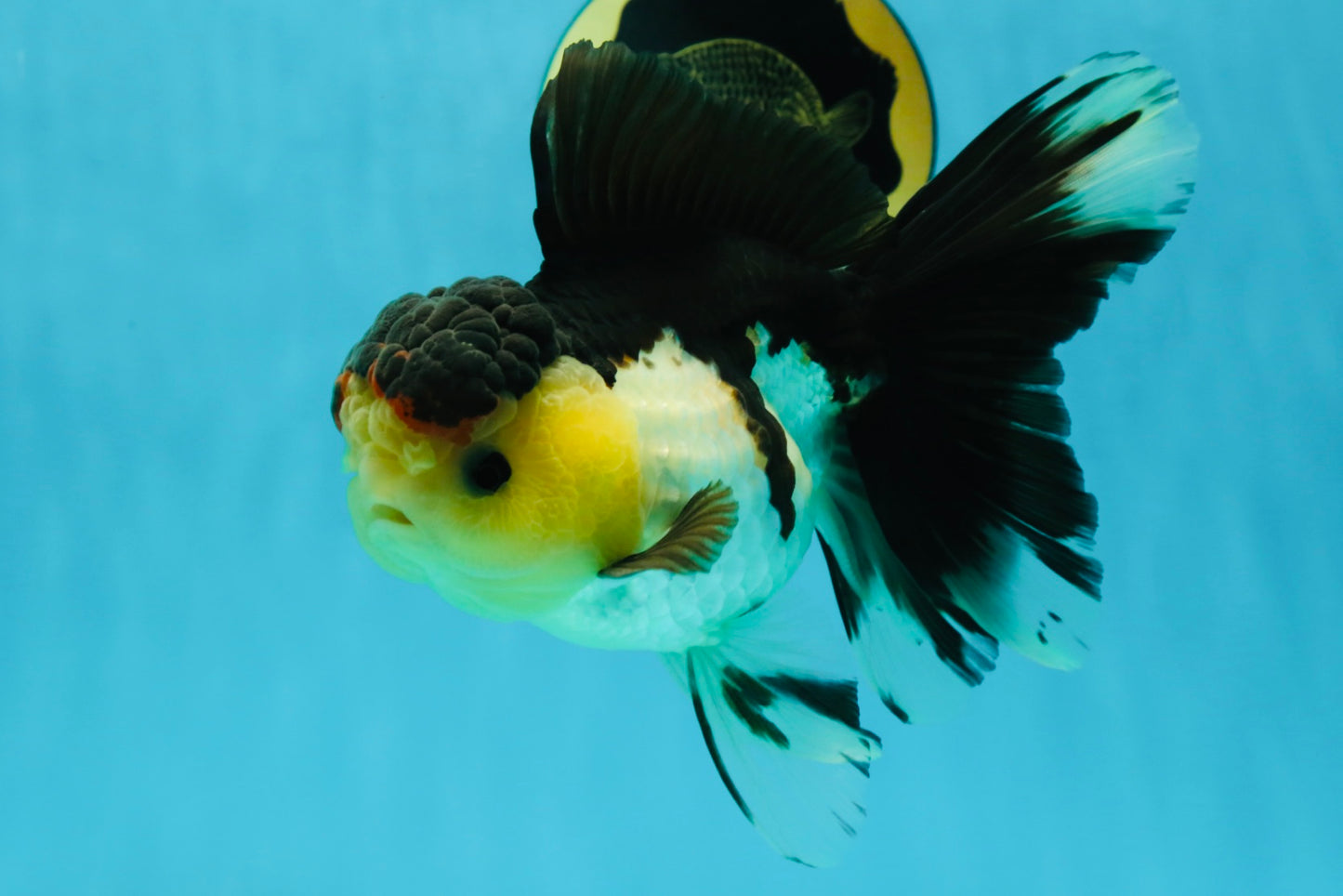 CHUNKY AAA Grade Tricolor Oranda Female 6-6.5 inches #041125OR_09