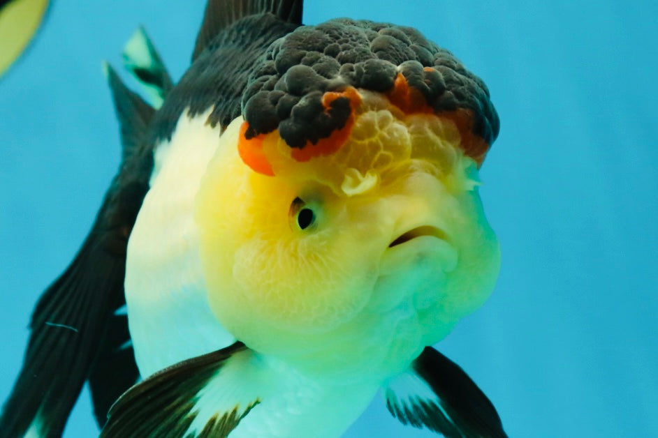 CHUNKY AAA Grade Tricolor Oranda Female 6-6.5 inches #041125OR_09