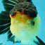 CHUNKY AAA Grade Tricolor Oranda Female 6-6.5 inches #041125OR_09