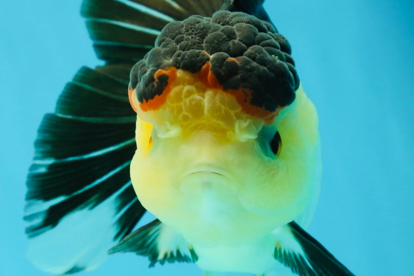 CHUNKY AAA Grade Tricolor Oranda Female 6-6.5 inches #041125OR_09