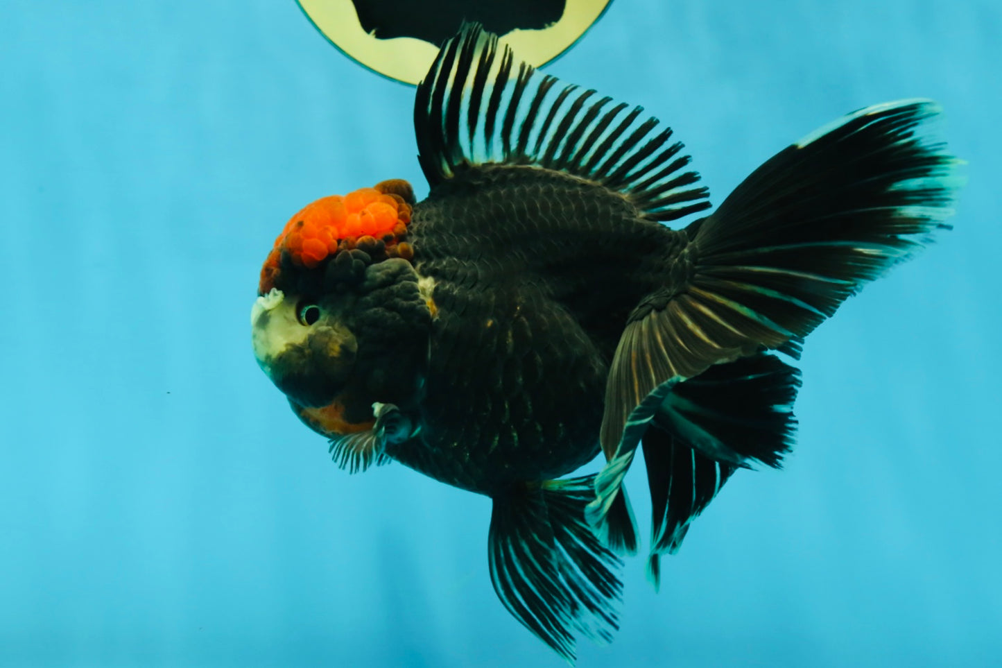 UNIQUE A Grade Tricolor Oranda Female 5 inches #041125OR_08