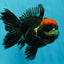 UNIQUE A Grade Tricolor Oranda Female 5 inches #041125OR_08