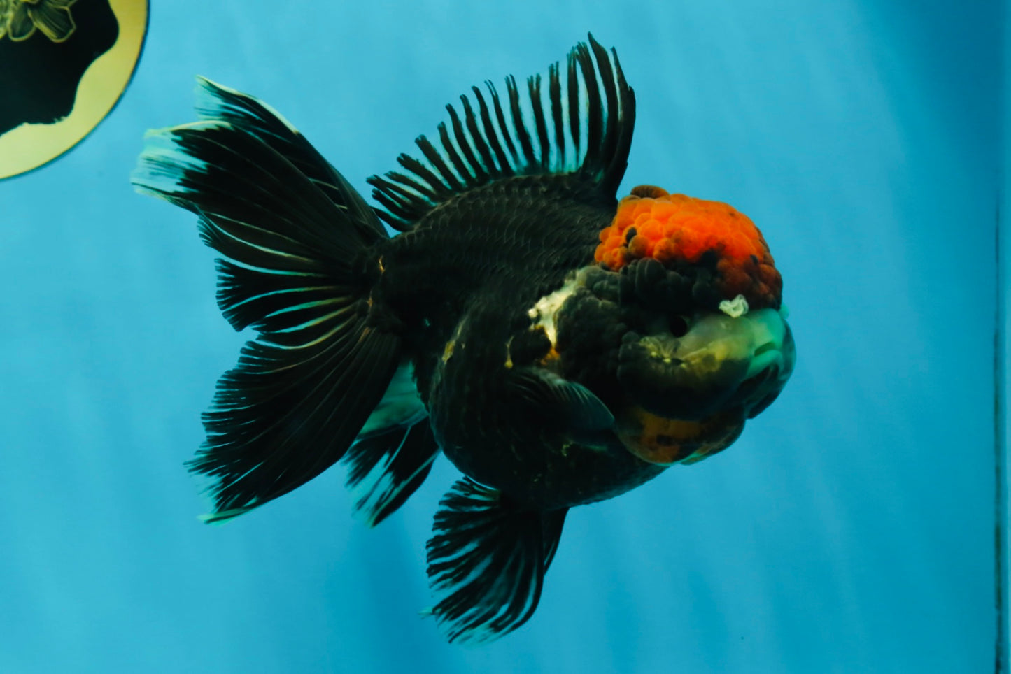 UNIQUE A Grade Tricolor Oranda Female 5 inches #041125OR_08