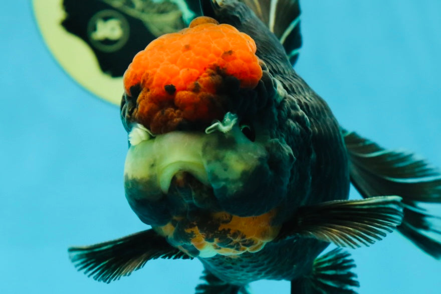 UNIQUE A Grade Tricolor Oranda Female 5 inches #041125OR_08