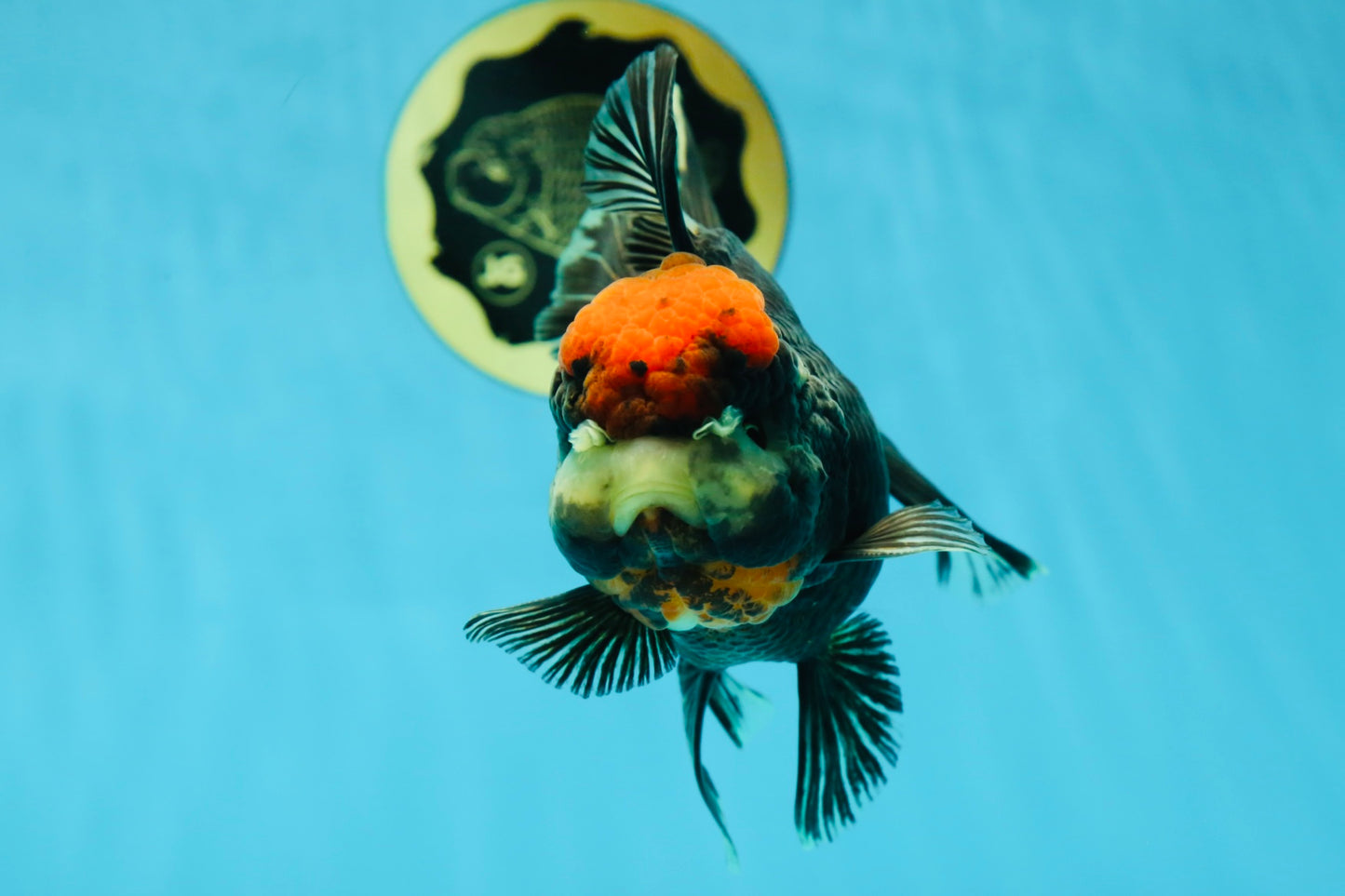 UNIQUE A Grade Tricolor Oranda Female 5 inches #041125OR_08