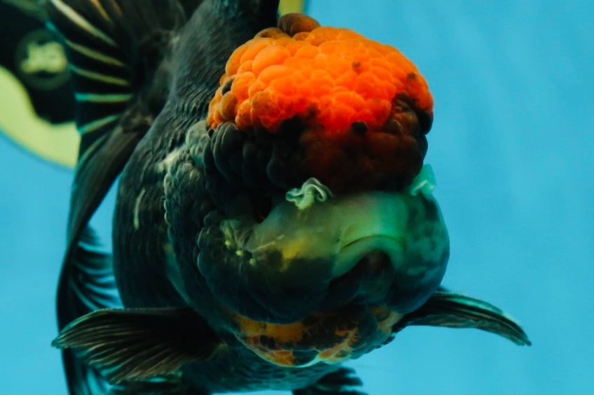 UNIQUE A Grade Tricolor Oranda Female 5 inches #041125OR_08