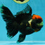 UNIQUE A Grade Tricolor Oranda Female 5 inches #041125OR_08
