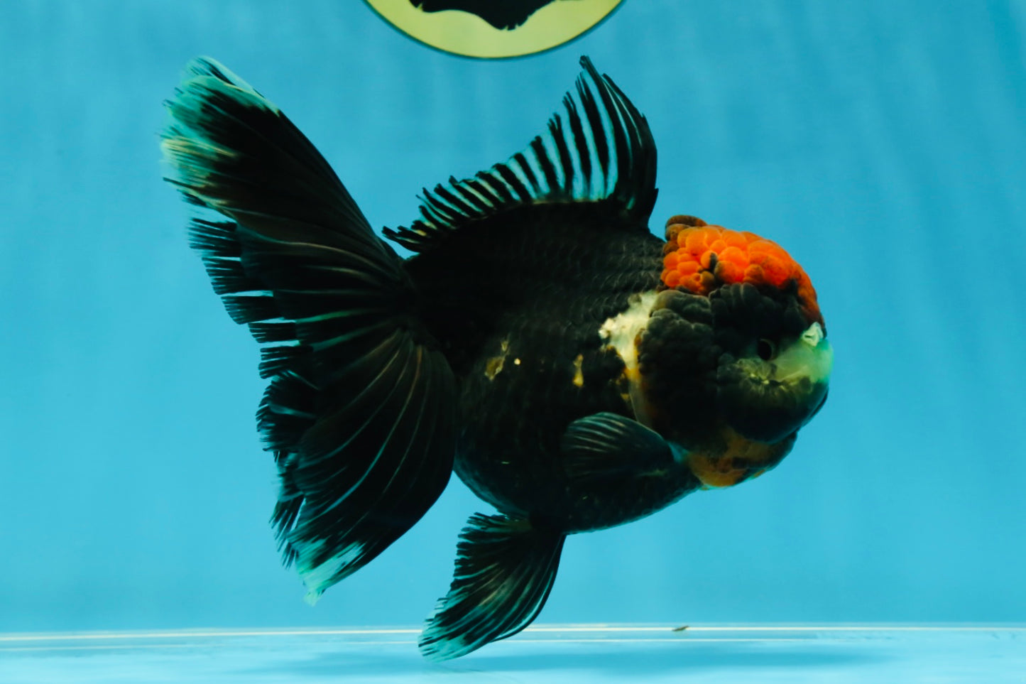 UNIQUE A Grade Tricolor Oranda Female 5 inches #041125OR_08