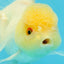 Adorable A Grade Beautiful White Oranda Female 4.5 inches #041825OR_07