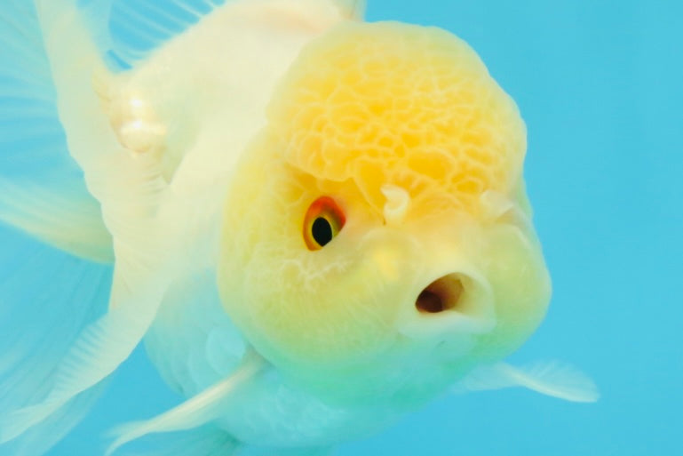 Adorable A Grade Beautiful White Oranda Female 4.5 inches #041825OR_07