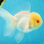 Adorable A Grade Beautiful White Oranda Female 4.5 inches #041825OR_07