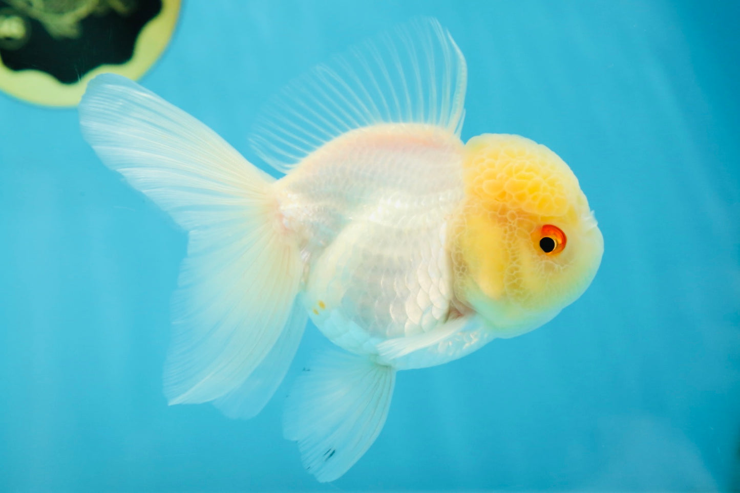 Adorable A Grade Beautiful White Oranda Female 4.5 inches #041825OR_07