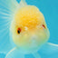 Adorable A Grade Beautiful White Oranda Female 4.5 inches #041825OR_07