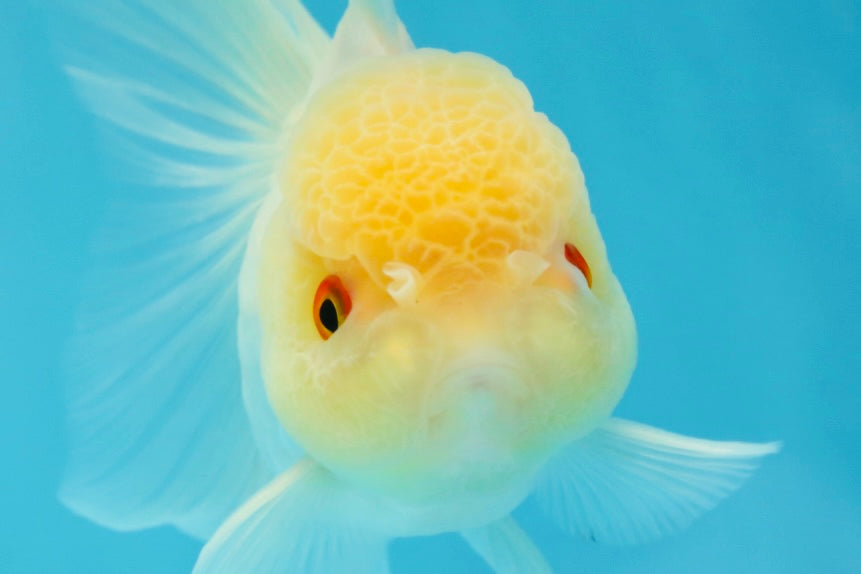 Adorable A Grade Beautiful White Oranda Female 4.5 inches #041825OR_07