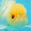 Adorable A Grade Beautiful White Oranda Female 4.5 inches #041825OR_07