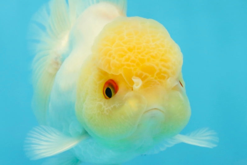 Adorable A Grade Beautiful White Oranda Female 4.5 inches #041825OR_07
