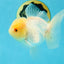 Adorable A Grade Beautiful White Oranda Female 4.5 inches #041825OR_07