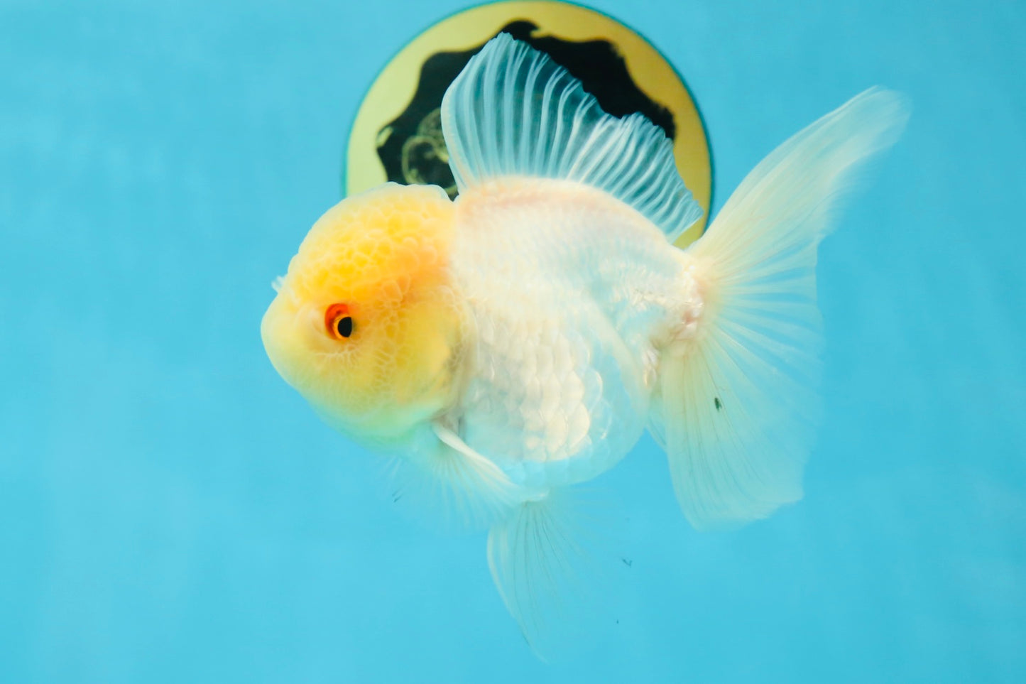Adorable A Grade Beautiful White Oranda Female 4.5 inches #041825OR_07