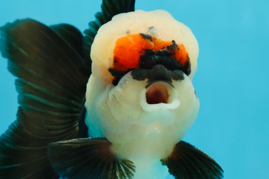 FLUFFY WEN A Grade Mochi Tricolor Oranda Male 4.5-5 inches #041825OR_08