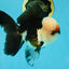 FLUFFY WEN A Grade Mochi Tricolor Oranda Male 4.5-5 inches #041825OR_08