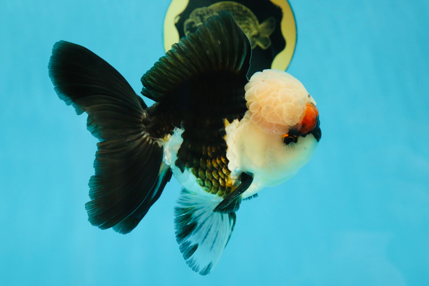 FLUFFY WEN A Grade Mochi Tricolor Oranda Male 4.5-5 inches #041825OR_08