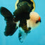 FLUFFY WEN A Grade Mochi Tricolor Oranda Male 4.5-5 inches #041825OR_08