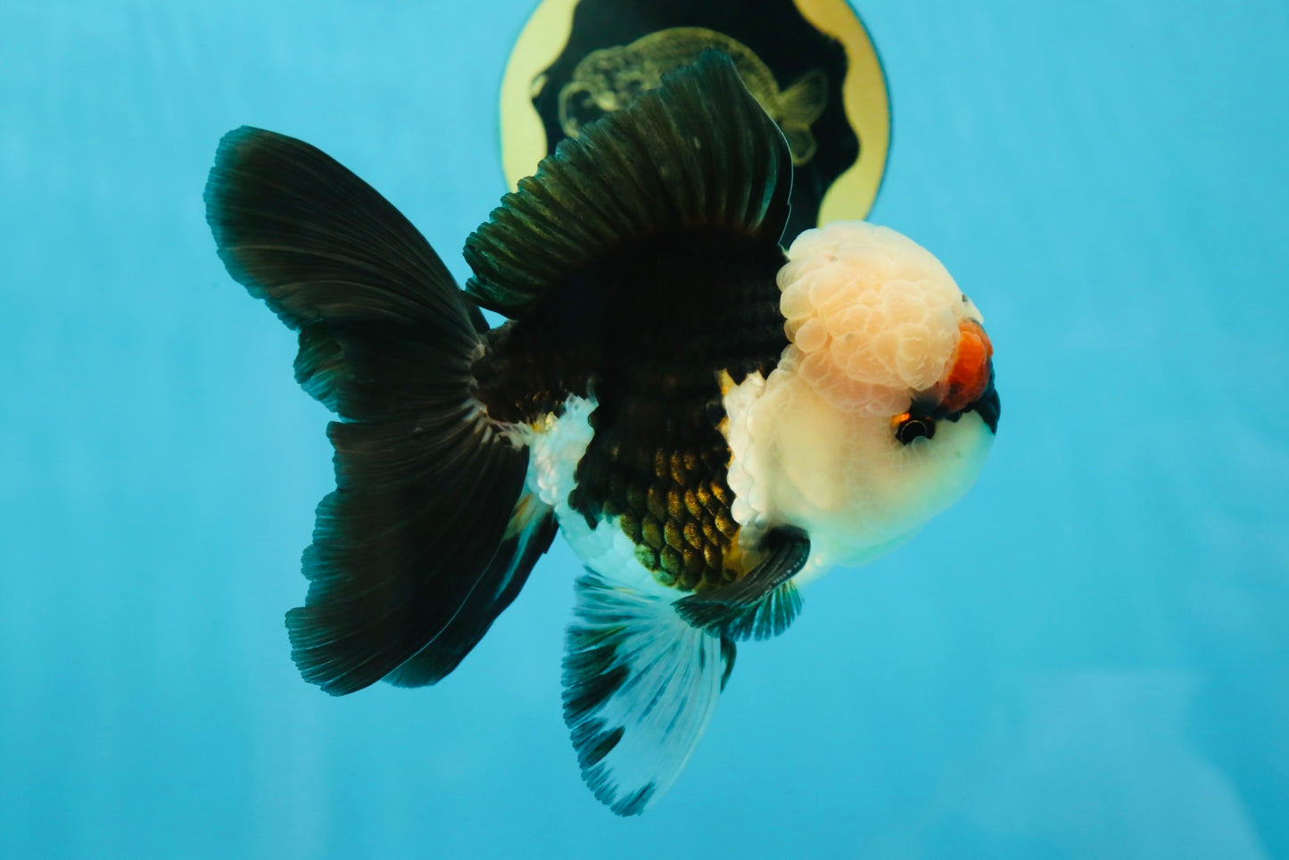 FLUFFY WEN A Grade Mochi Tricolor Oranda Male 4.5-5 inches #041825OR_08
