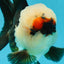 FLUFFY WEN A Grade Mochi Tricolor Oranda Male 4.5-5 inches #041825OR_08