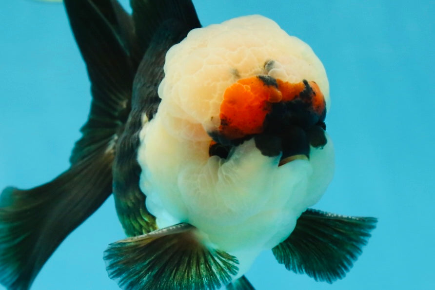 FLUFFY WEN A Grade Mochi Tricolor Oranda Male 4.5-5 inches #041825OR_08