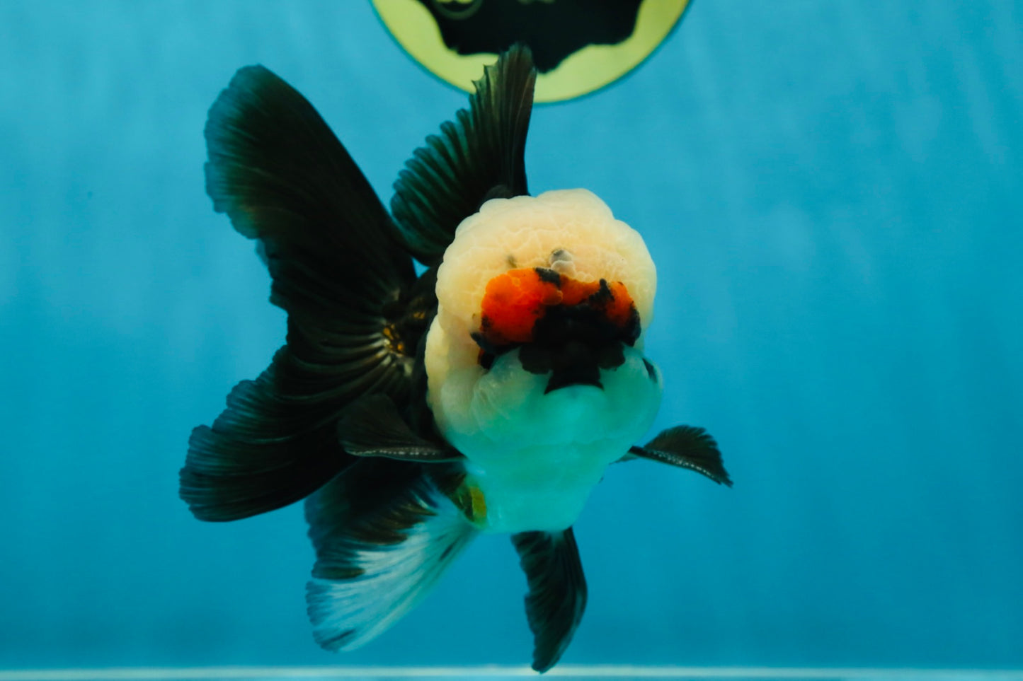 FLUFFY WEN A Grade Mochi Tricolor Oranda Male 4.5-5 inches #041825OR_08