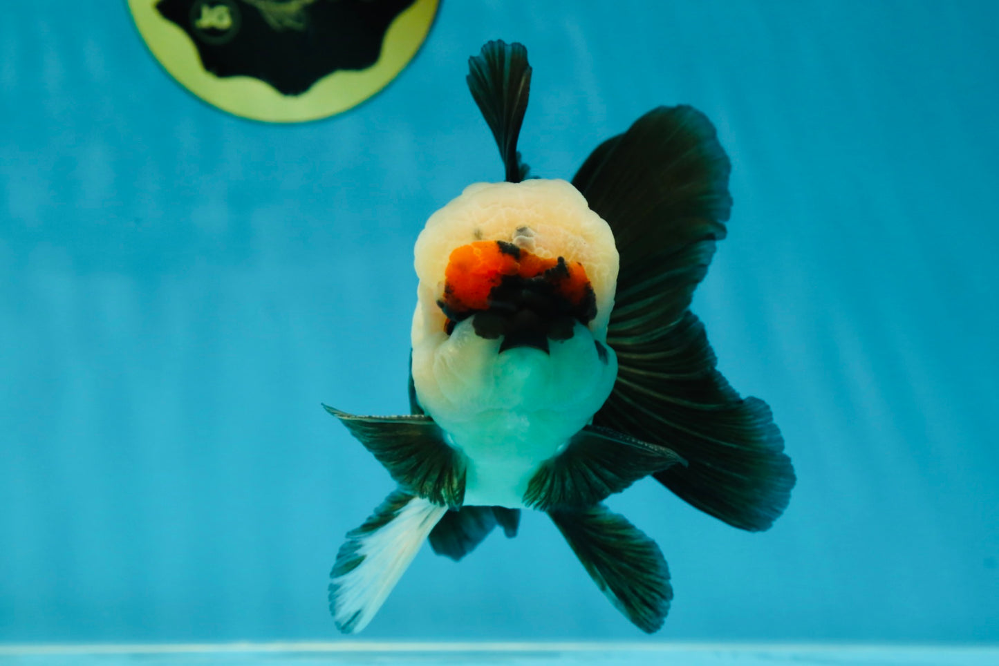 FLUFFY WEN A Grade Mochi Tricolor Oranda Male 4.5-5 inches #041825OR_08