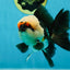 FLUFFY WEN A Grade Mochi Tricolor Oranda Male 4.5-5 inches #041825OR_08