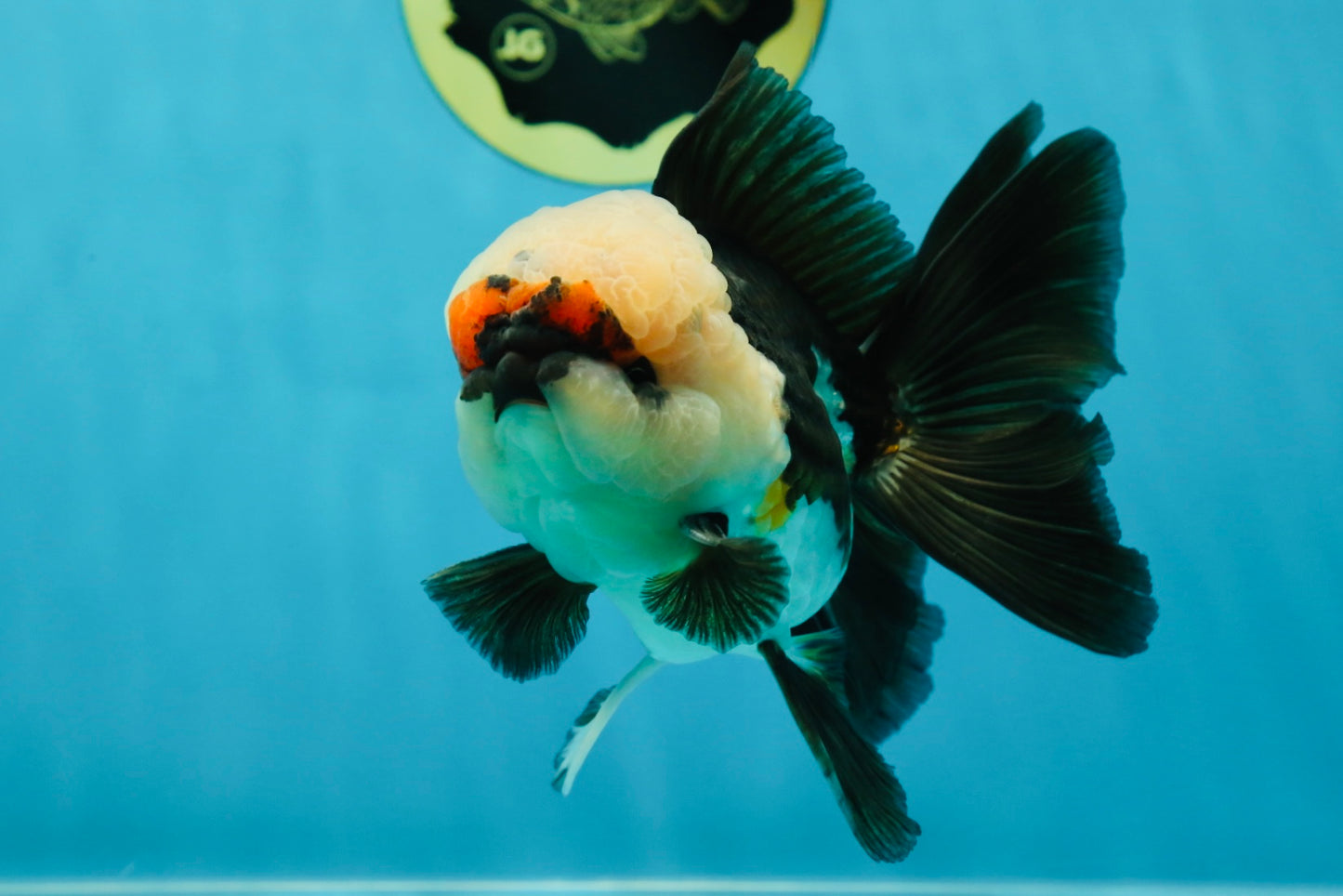 FLUFFY WEN A Grade Mochi Tricolor Oranda Male 4.5-5 inches #041825OR_08