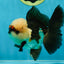 FLUFFY WEN A Grade Mochi Tricolor Oranda Male 4.5-5 inches #041825OR_08