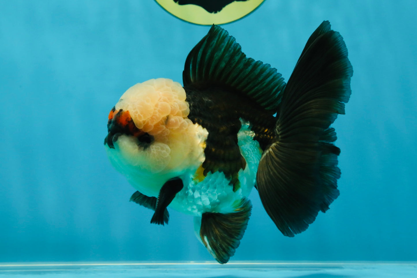 FLUFFY WEN A Grade Mochi Tricolor Oranda Male 4.5-5 inches #041825OR_08