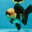 FLUFFY WEN A Grade Mochi Tricolor Oranda Male 4.5-5 inches #041825OR_08