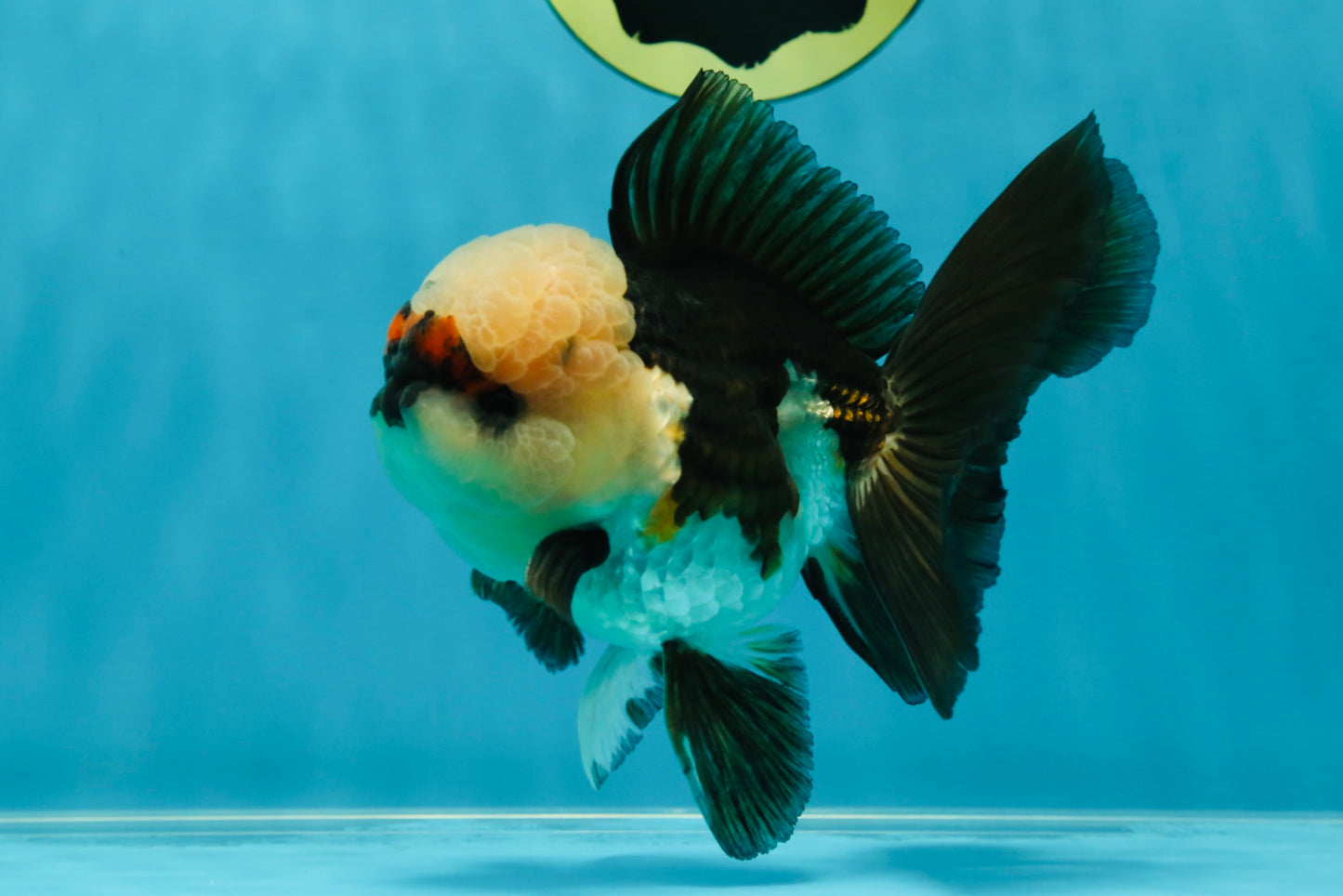 FLUFFY WEN A Grade Mochi Tricolor Oranda Male 4.5-5 inches #041825OR_08