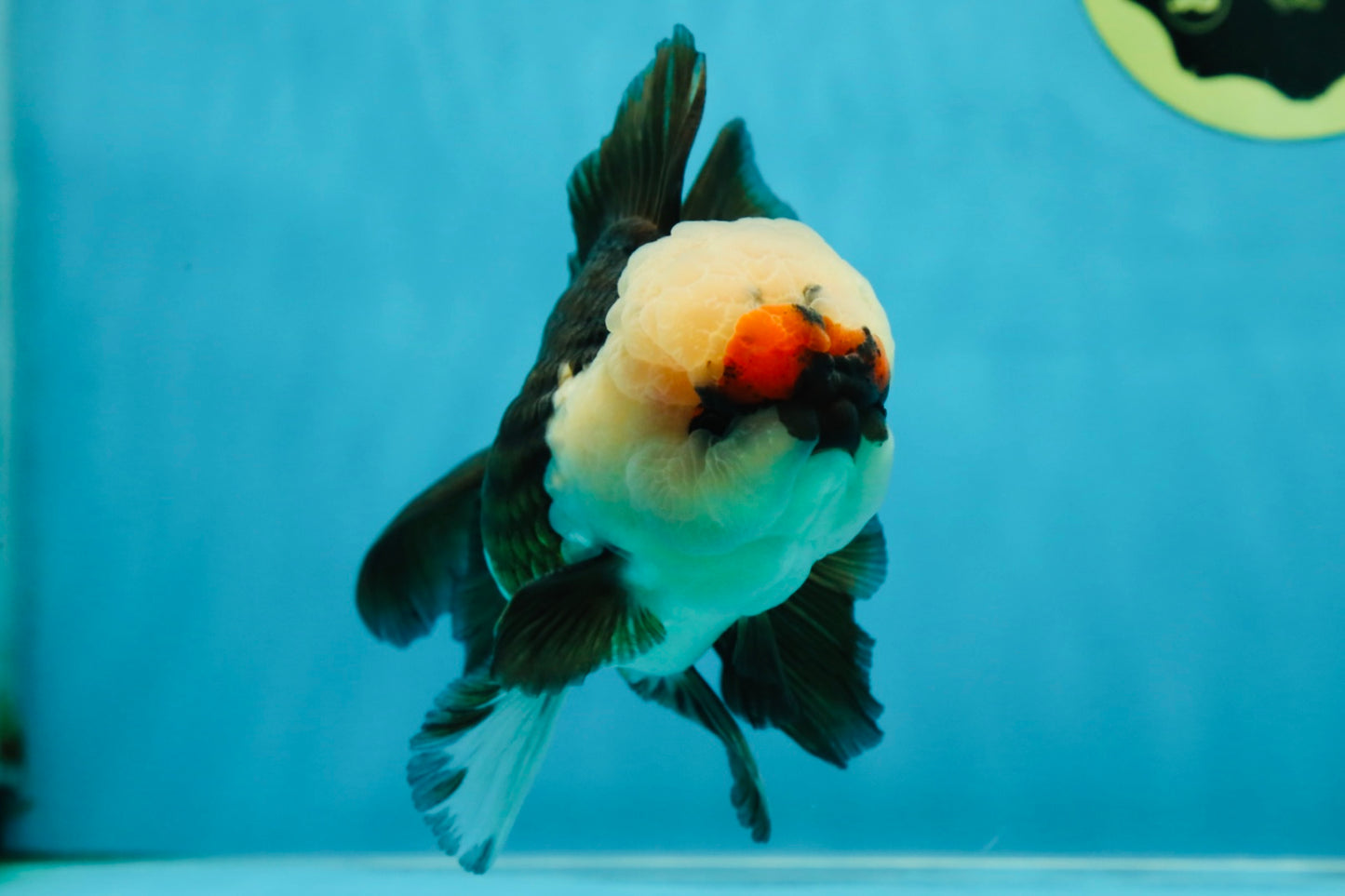 FLUFFY WEN A Grade Mochi Tricolor Oranda Male 4.5-5 inches #041825OR_08