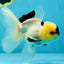 PUPPY FACE A Grade Panda Oranda Male 4.5-5 inches #041825OR_09