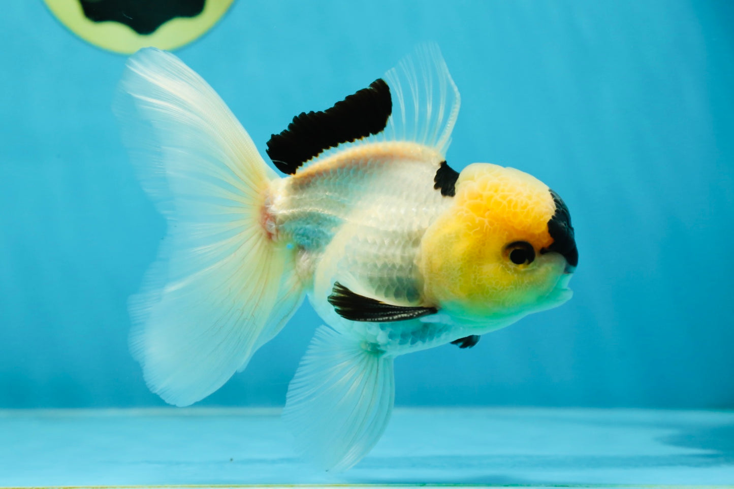 PUPPY FACE A Grade Panda Oranda Male 4.5-5 inches #041825OR_09