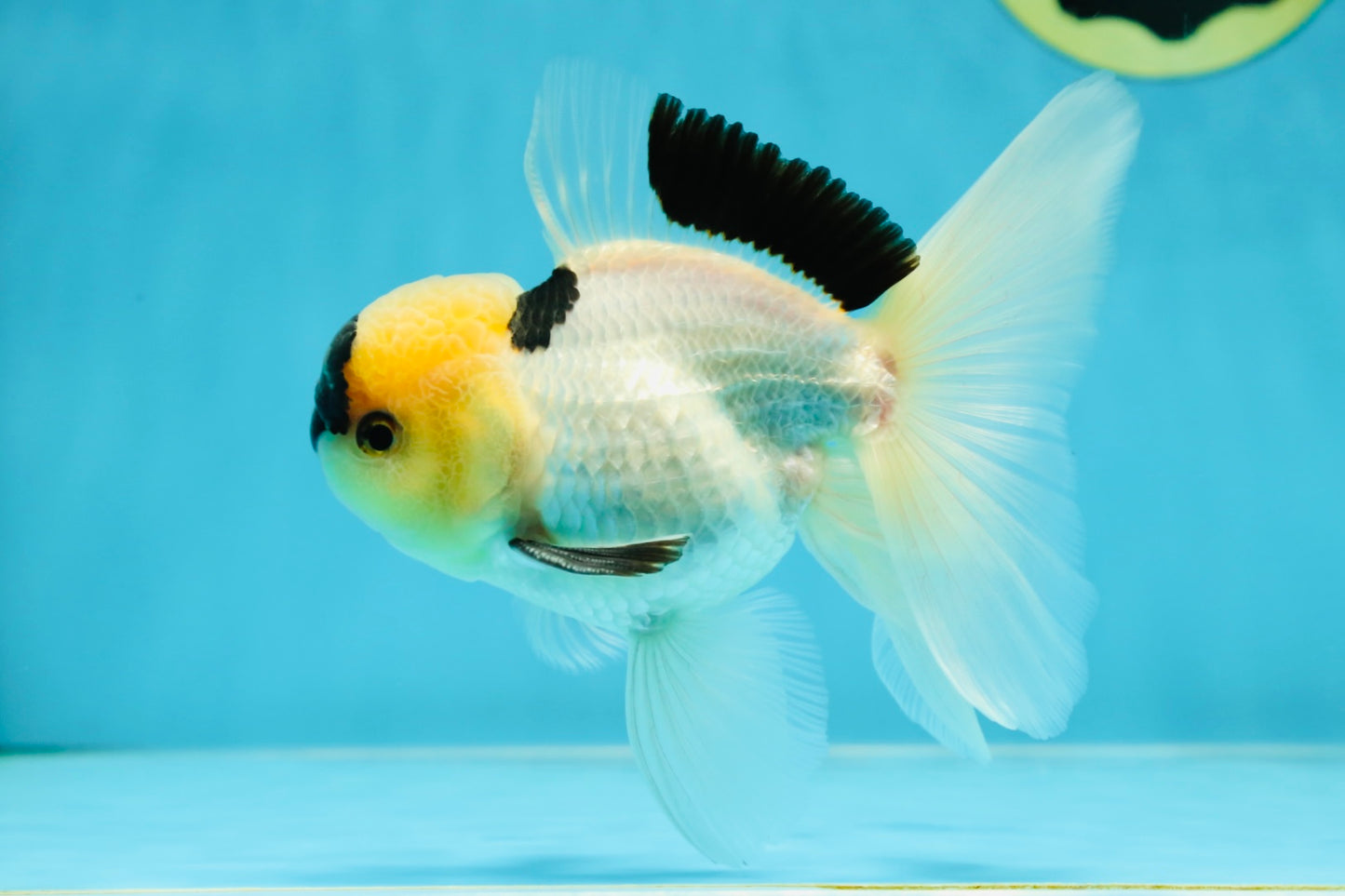 PUPPY FACE A Grade Panda Oranda Male 4.5-5 inches #041825OR_09