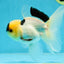 PUPPY FACE A Grade Panda Oranda Male 4.5-5 inches #041825OR_09