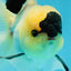 PUPPY FACE A Grade Panda Oranda Male 4.5-5 inches #041825OR_09