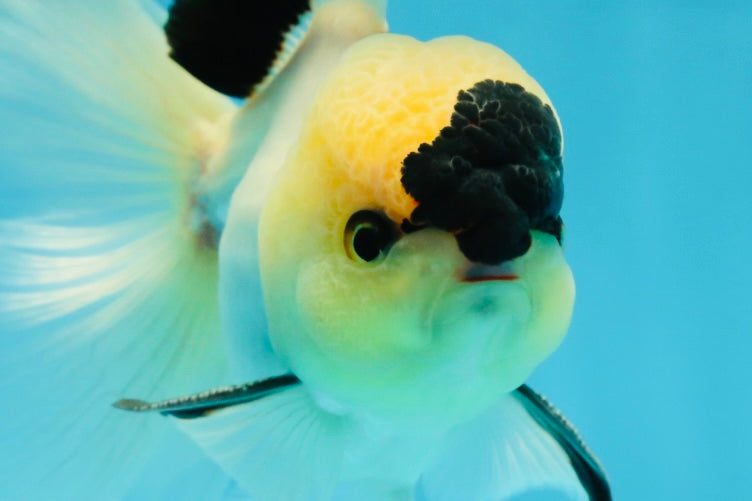 PUPPY FACE A Grade Panda Oranda Male 4.5-5 inches #041825OR_09