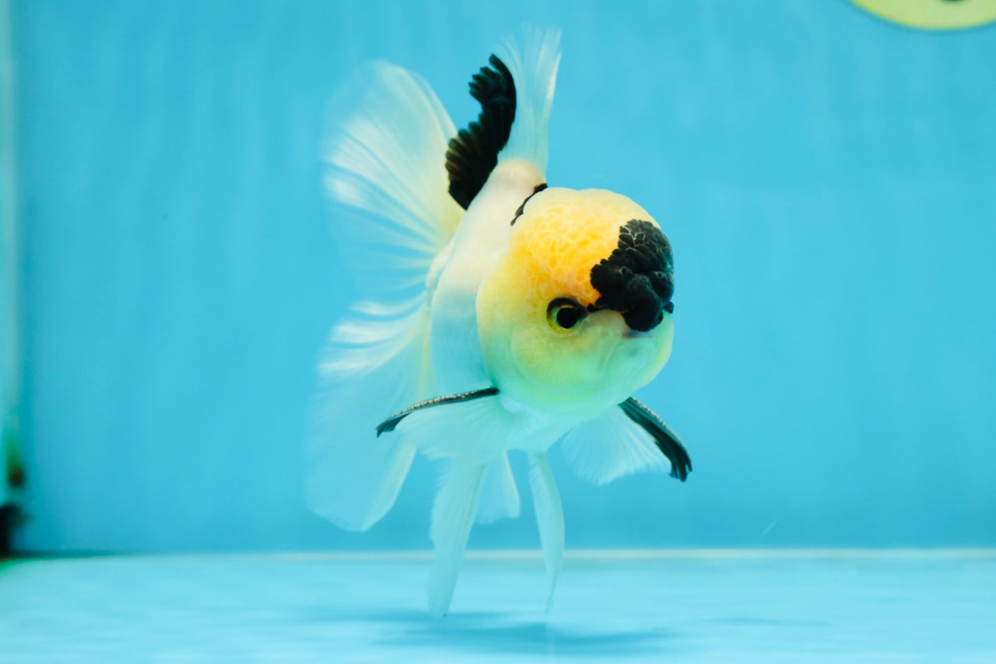 PUPPY FACE A Grade Panda Oranda Male 4.5-5 inches #041825OR_09