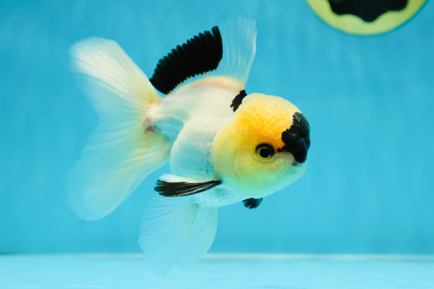 PUPPY FACE A Grade Panda Oranda Male 4.5-5 inches #041825OR_09
