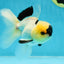 PUPPY FACE A Grade Panda Oranda Male 4.5-5 inches #041825OR_09