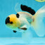 PUPPY FACE A Grade Panda Oranda Male 4.5-5 inches #041825OR_09