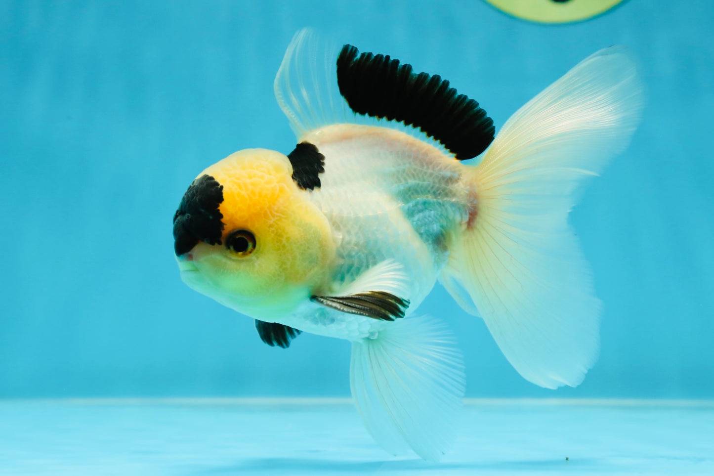 PUPPY FACE A Grade Panda Oranda Male 4.5-5 inches #041825OR_09